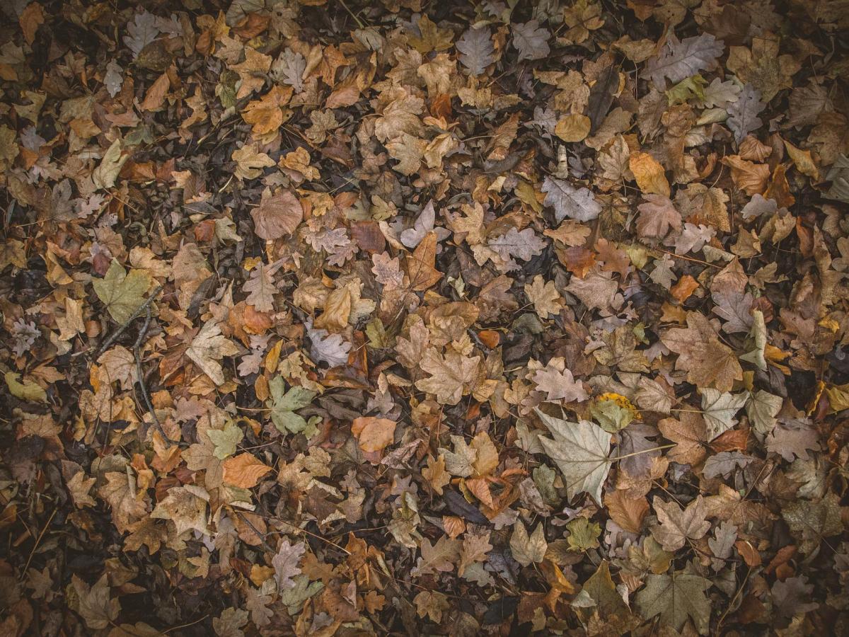 Se aproxima el otoño y os proponemos un reto de&nbsp;escritura